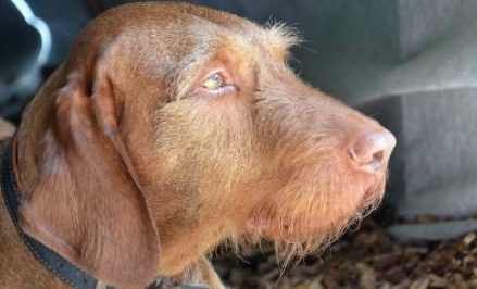 Vortrag „Erste Hilfe beim Jagdhund“