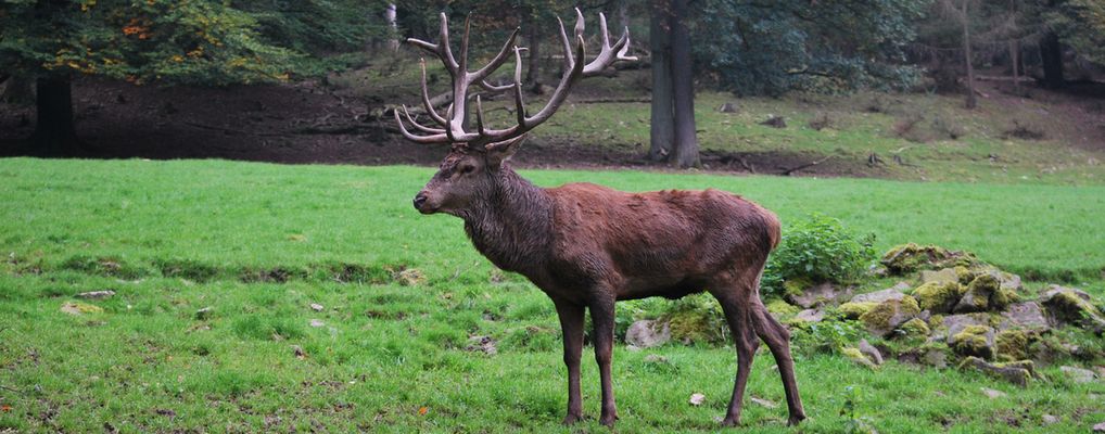 Sie möchten den Jagdschein machen !