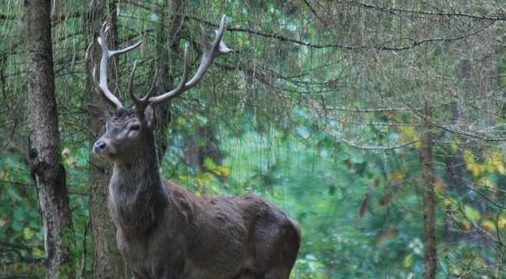 Ansprechpartner in Sachen Jagd im Vordertaunus