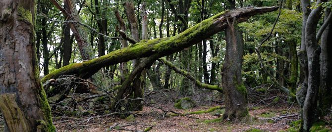 Wenn die Schüler nicht in den Wald kommen, kommt der Wald in die Schule!